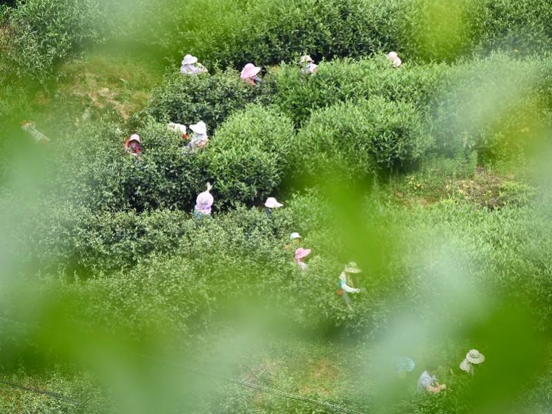 “碳票”如何变“钞票”<strong></p>
<p>火币网交易平台</strong>？解读首个农业碳汇交易平台落地背后