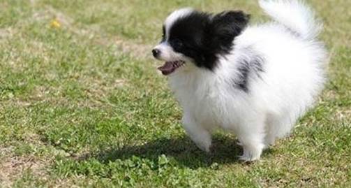 蝴蝶犬跟蝴蝶有关系吗？养一只蝴蝶犬<strong></p>
<p>蝴蝶币</strong>，又是什么体验呢？