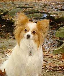 蝴蝶犬跟蝴蝶有关系吗？养一只蝴蝶犬<strong></p>
<p>蝴蝶币</strong>，又是什么体验呢？