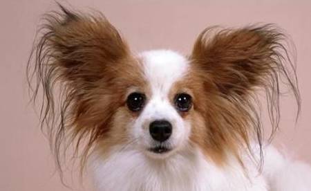 蝴蝶犬跟蝴蝶有关系吗？养一只蝴蝶犬<strong></p>
<p>蝴蝶币</strong>，又是什么体验呢？