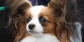 蝴蝶犬跟蝴蝶有关系吗？养一只蝴蝶犬<strong></p>
<p>蝴蝶币</strong>，又是什么体验呢？
