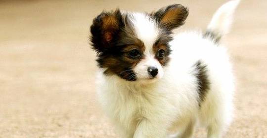 蝴蝶犬跟蝴蝶有关系吗？养一只蝴蝶犬<strong></p>
<p>蝴蝶币</strong>，又是什么体验呢？