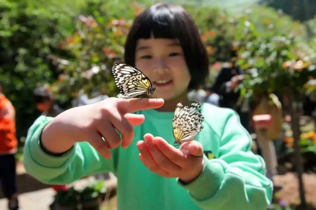 沂水蝴蝶谷：莫遣佳期过<strong></p>
<p>蝴蝶币</strong>，看看蝴蝶飞