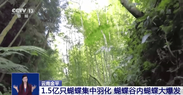1.5亿只蝴蝶集中羽化 “蝴蝶大爆发”奇观如何形成<strong></p>
<p>蝴蝶币</strong>？