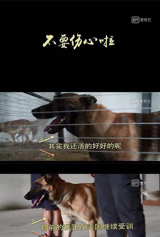 狗年来了<strong></p>
<p>狗年币</strong>，这些电影中的狗狗你爱吗？