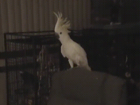 yoyoyo~大狐猴可能比<strong></p>
<p>yoyo币</strong>你会唱歌~skr