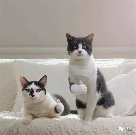 yoyoyo~大狐猴可能比<strong></p>
<p>yoyo币</strong>你会唱歌~skr