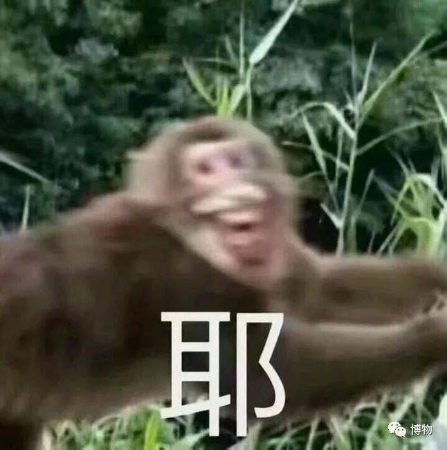 yoyoyo~大狐猴可能比<strong></p>
<p>yoyo币</strong>你会唱歌~skr