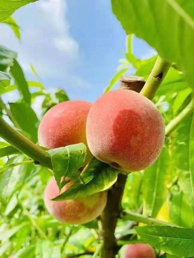 摘桃啦<strong></p>
<p>桃币</strong>，摘桃啦，摘桃啦！！！