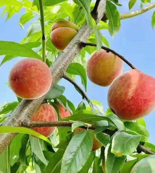 摘桃啦<strong></p>
<p>桃币</strong>，摘桃啦，摘桃啦！！！