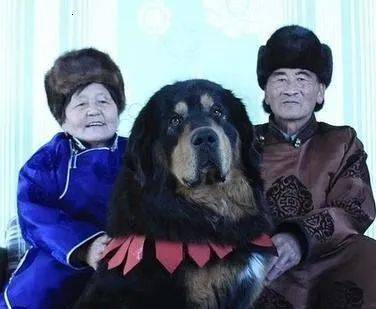 “斑克尔”蒙古獒有多厉害 看<strong></p>
<p>克尔币网</strong>了就明白