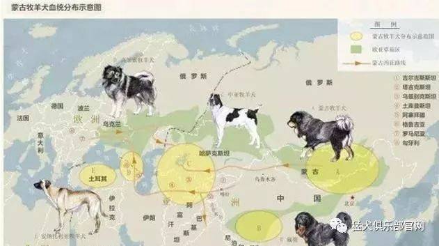“斑克尔”蒙古獒有多厉害 看<strong></p>
<p>克尔币网</strong>了就明白