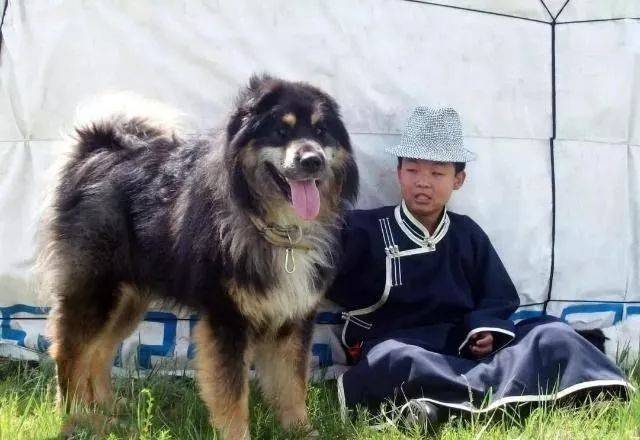 “斑克尔”蒙古獒有多厉害 看<strong></p>
<p>克尔币网</strong>了就明白