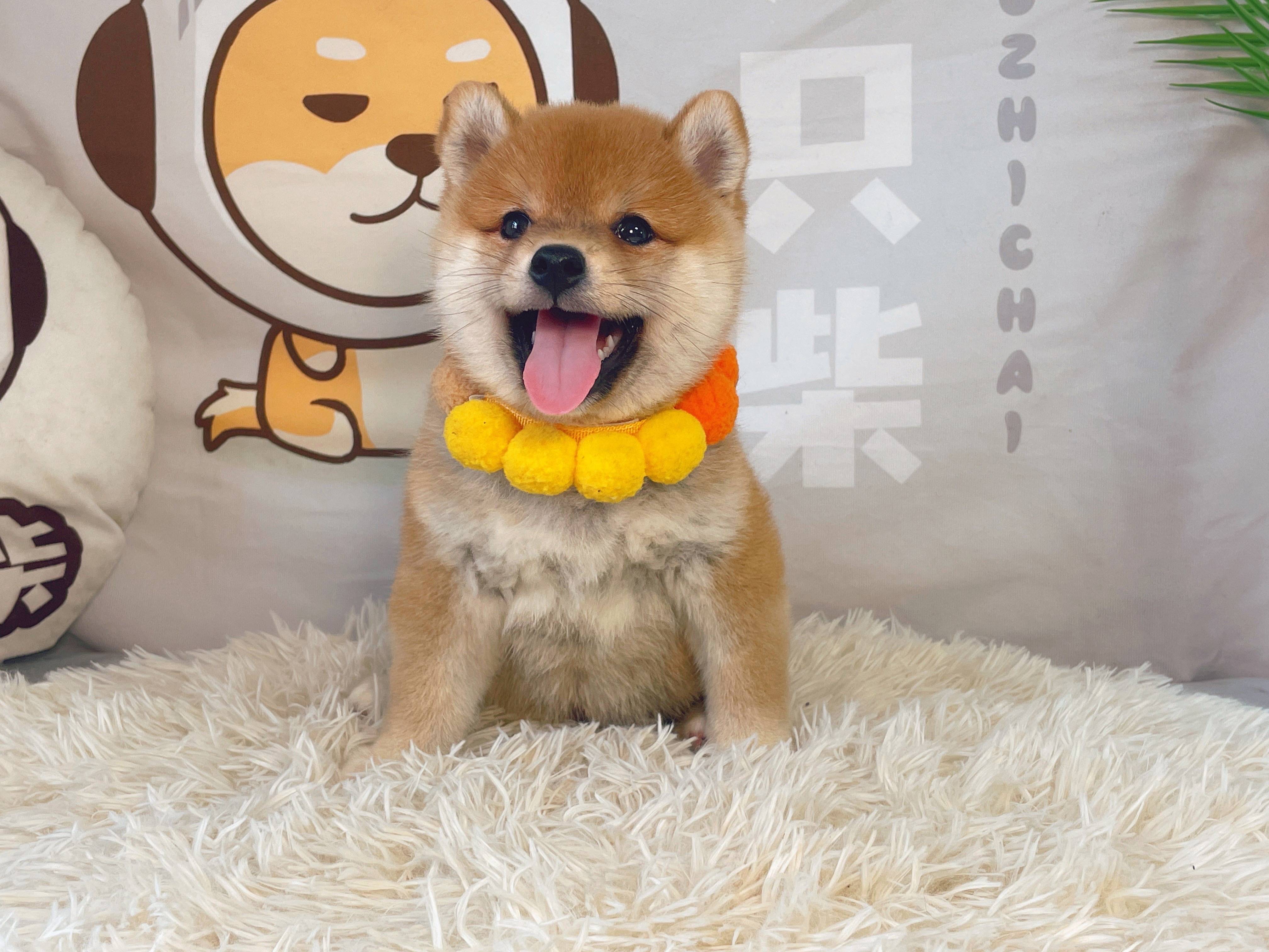 柴犬应该在哪里买靠谱一些<strong></p>
<p>洪币在哪买</strong>？