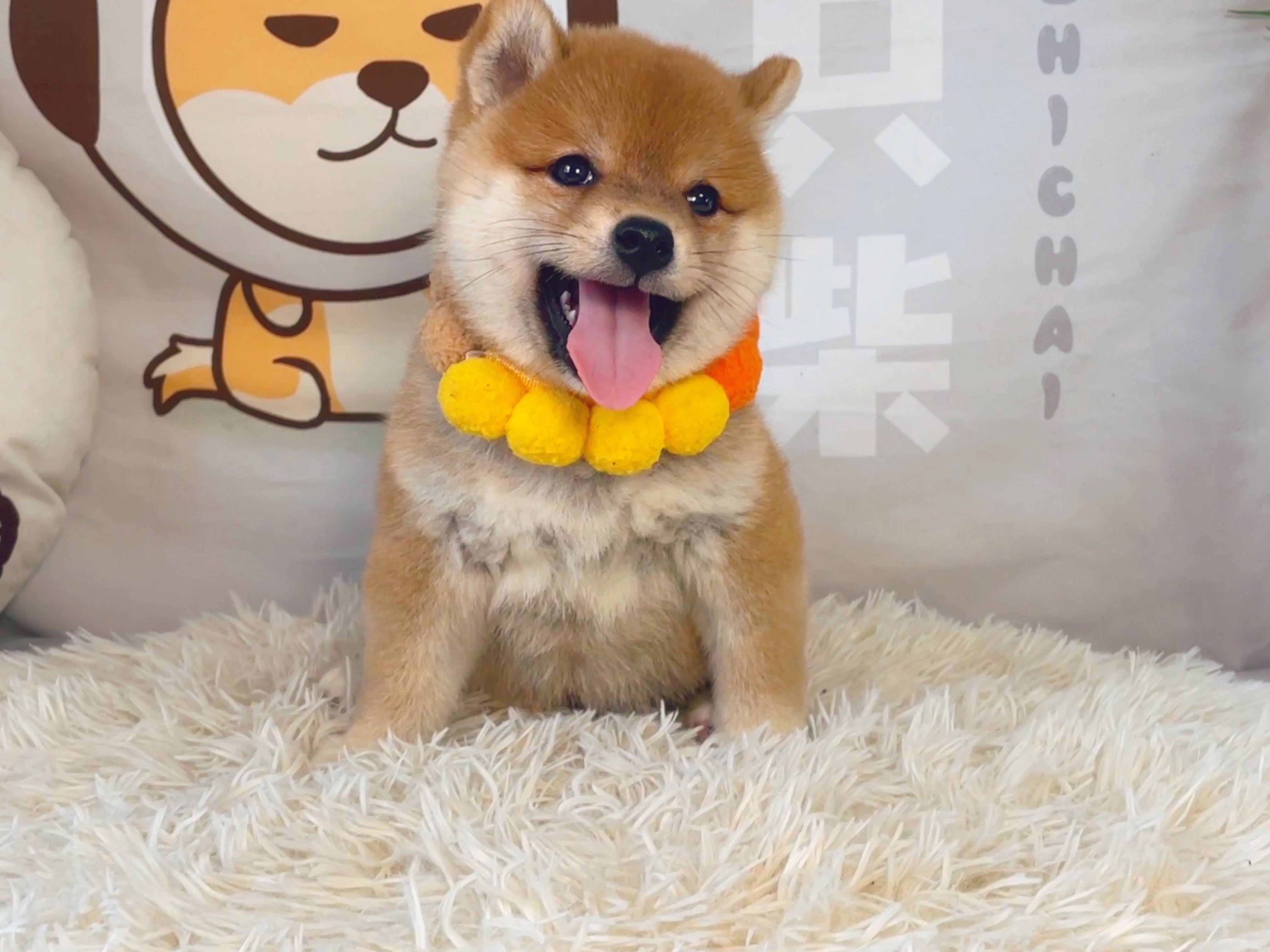 柴犬应该在哪里买靠谱一些<strong></p>
<p>洪币在哪买</strong>？