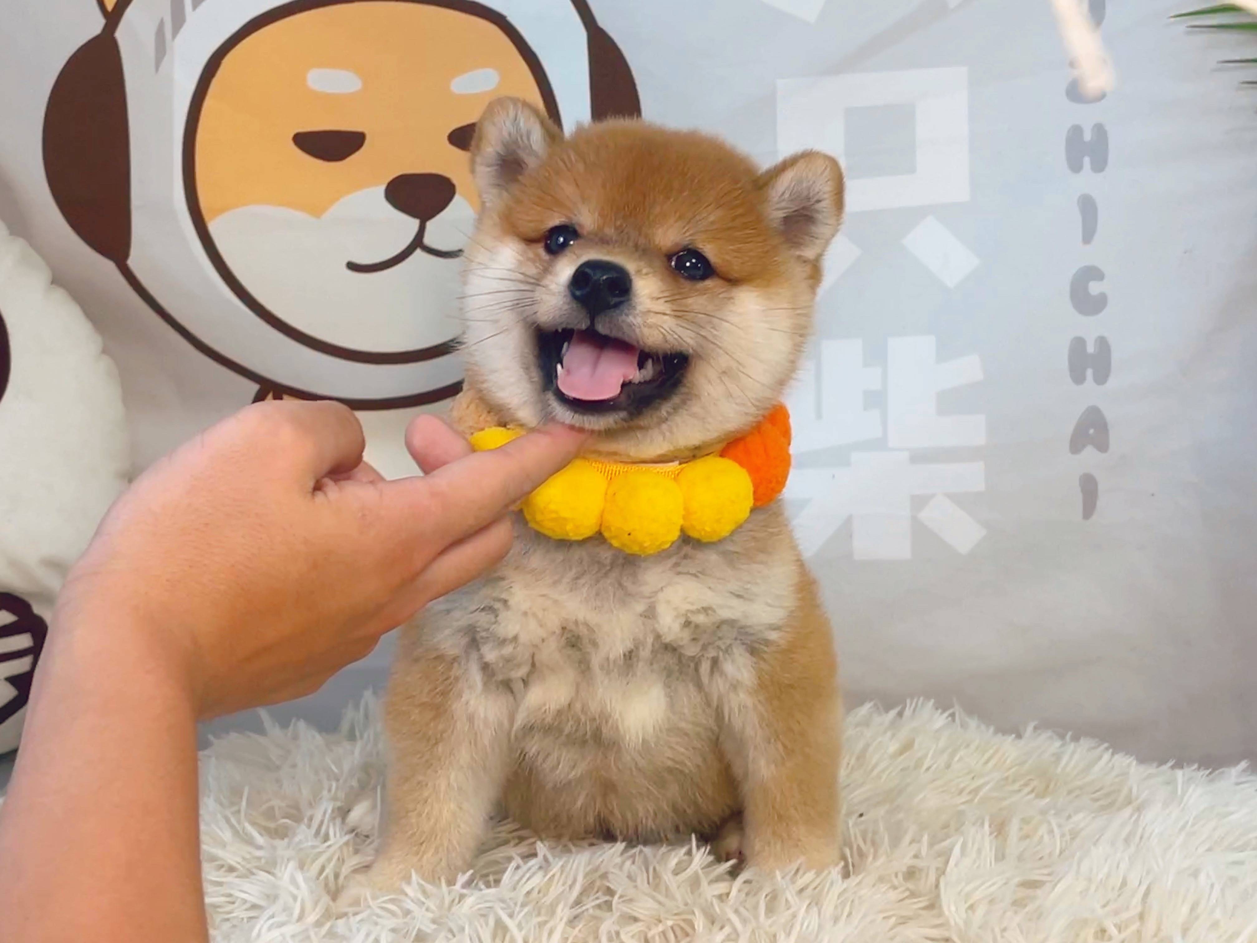 柴犬应该在哪里买靠谱一些<strong></p>
<p>洪币在哪买</strong>？