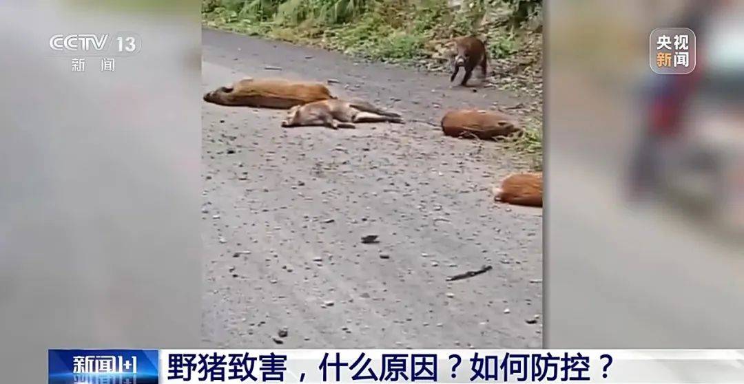 撞列车、闯店铺、狂飙伤人……野猪为何“泛滥成灾”<strong></p>
<p>bch币</strong>？