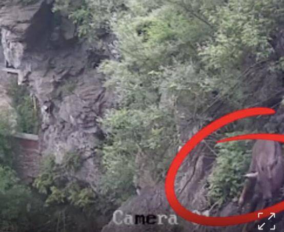 房山周口店发现“悬崖上的舞者”<strong></p>
<p>公司债券交易规则</strong>！能一跃直接跳过小山沟