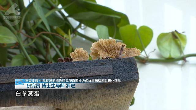 “可以蒸蛋”！昆明一女子家中搓衣板上长菌<strong></p>
<p>债券场内交易市场</strong>，品种竟是……