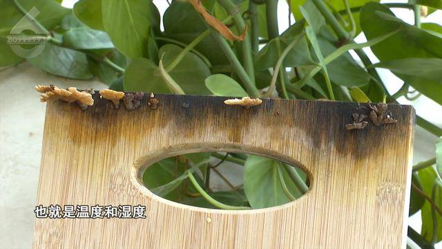 “可以蒸蛋”！昆明一女子家中搓衣板上长菌<strong></p>
<p>债券场内交易市场</strong>，品种竟是……