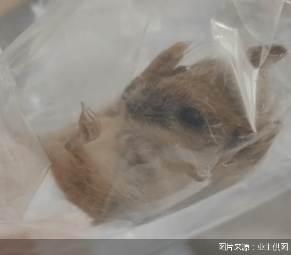 老鼠乱窜、直饮水发黄<strong></p>
<p>eth币价格走势</strong>，北京业主千万元买的和锦诚园居然是这样