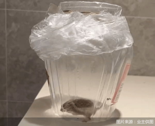 老鼠乱窜、直饮水发黄<strong></p>
<p>eth币价格走势</strong>，北京业主千万元买的和锦诚园居然是这样