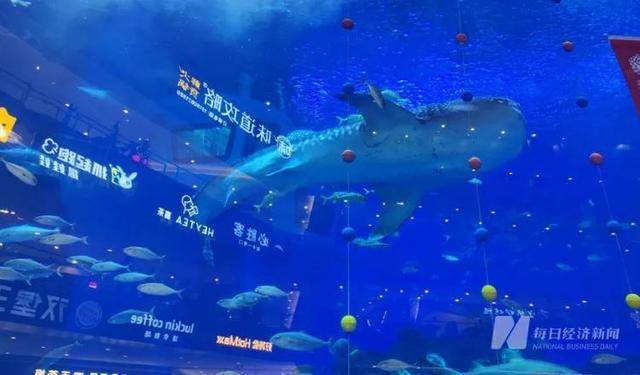 海洋馆里的鲸鲨竟是“机器鱼”<strong></p>
<p>货币市场利率走势</strong>，游客怒了！假鲸鲨贵的也要千万元，专家：确实有难处