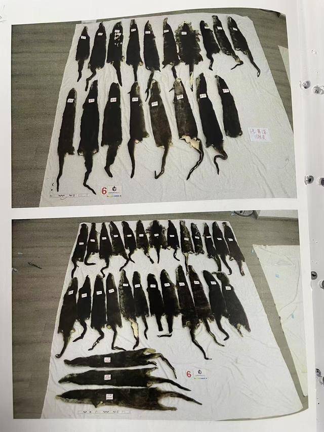 女子抱猫入境为何神色慌张<strong></p>
<p>货币市场利率走势</strong>？袋内竟藏了46张水獭皮