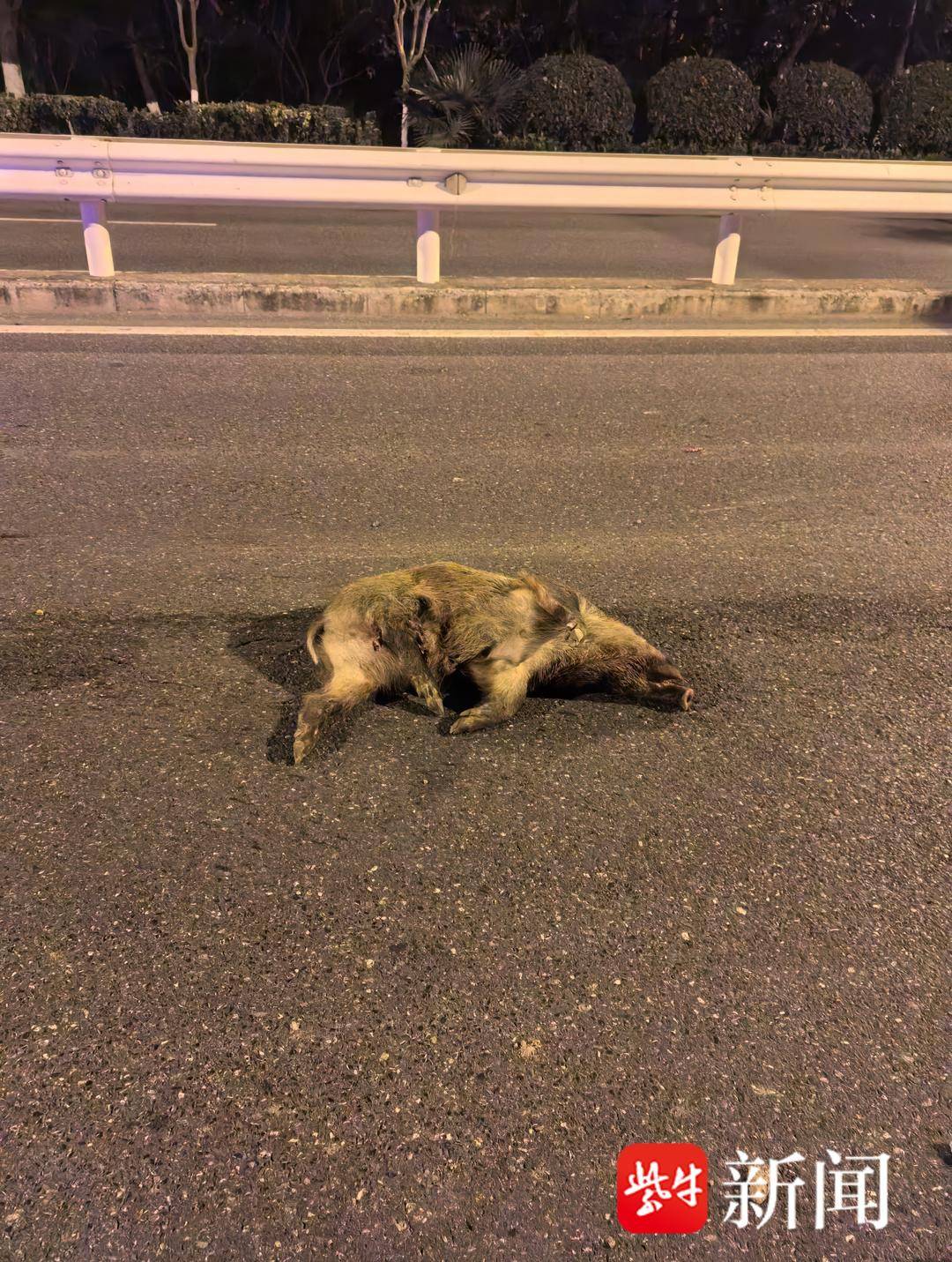 南京一市民晚上开车撞到野猪<strong></p>
<p>债券市场交易规则</strong>，而且撞了两头！