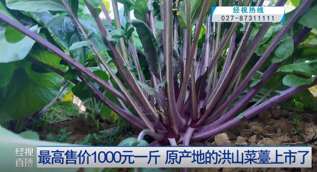 武汉人爱吃！最高1000元一斤<strong></p>
<p>交易指数计算方式</strong>，供不应求