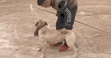 热闻|母女公园散步遭四条大型犬撕咬！家属：狗主人以没钱为由<strong></p>
<p>债券交易市场有哪些</strong>，至今未露面，治疗费用也未偿清