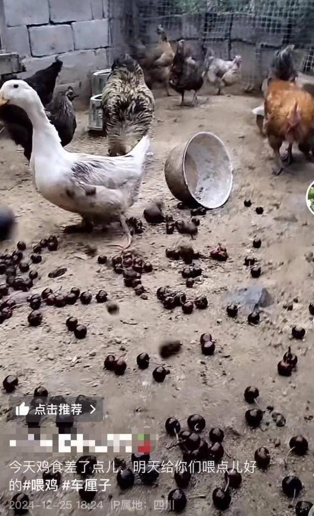 车厘子喂鸡惹争议 四川汉源果农回应：旧视频<strong></p>
<p>coinall币全</strong>，喂鸡的是“次果”