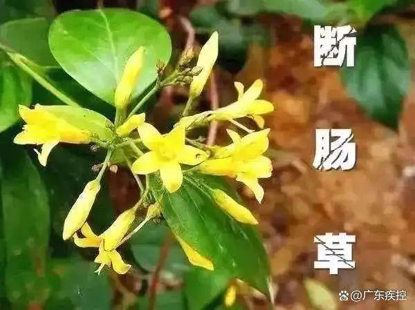 广东一老人买药材煲汤中毒身亡 当地：店铺误售断肠草<strong></p>
<p>上证债券交易规则</strong>，老板被拘留