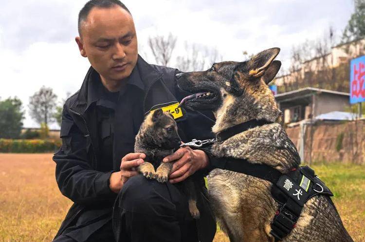 “上班死气沉沉、下班魅力四射”<strong></p>
<p>视频软件</strong>，警犬被通报