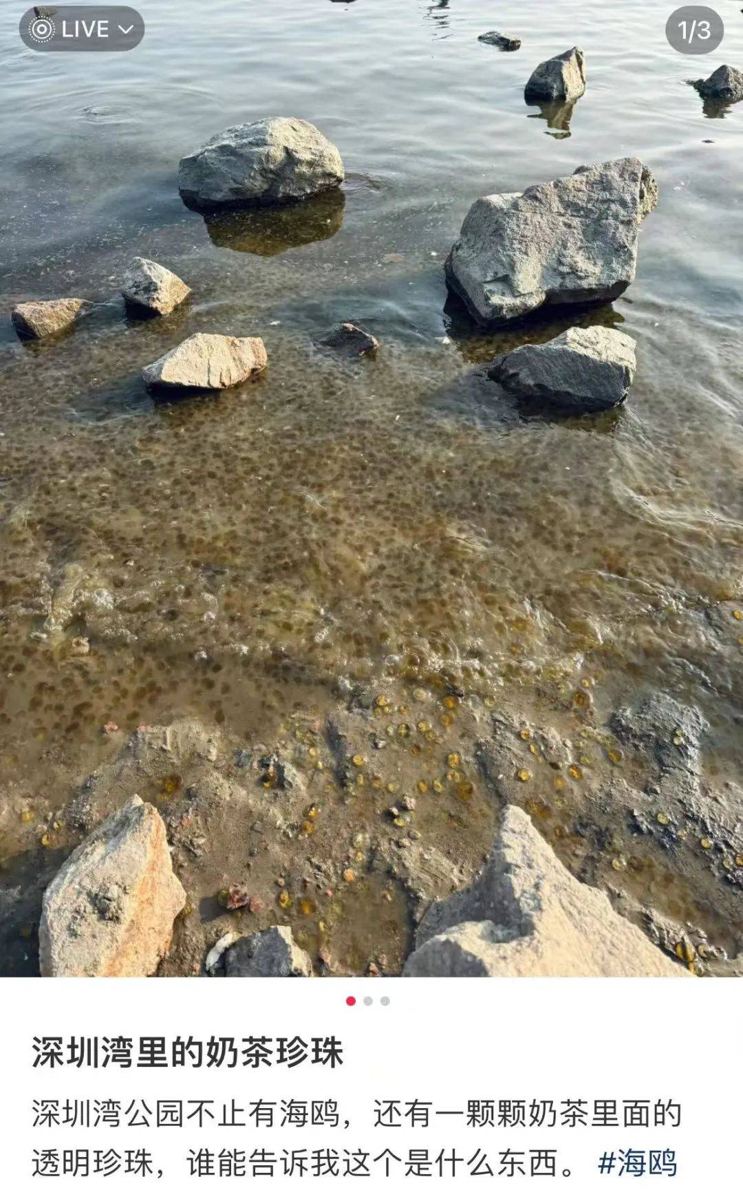 海边密集出现“爆爆珠”<strong></p>
<p>炒币k线图分析法</strong>？广州、深圳等多地发布提醒