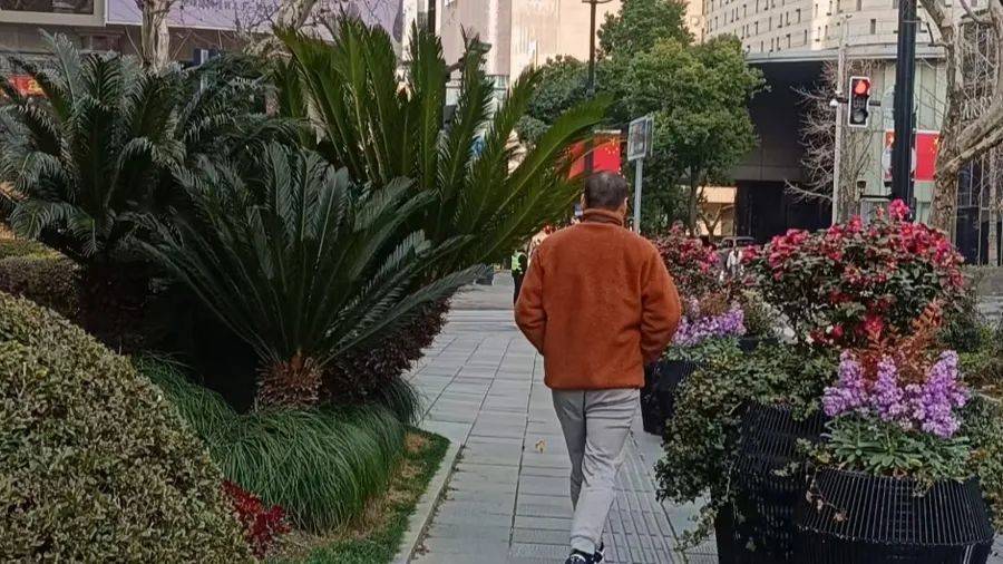 不是扎脸就是扎头<strong></p>
<p>basecoin币</strong>，还有毒！上海街头这种行道树合适吗？
