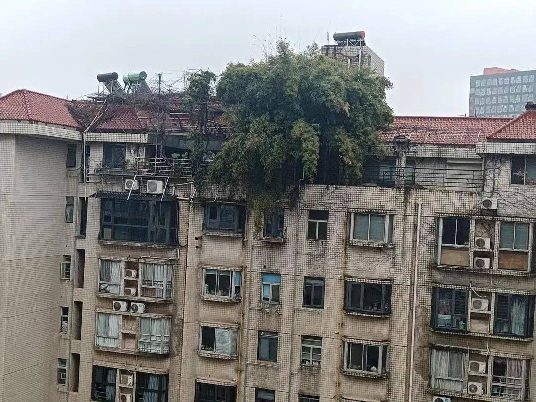 长沙一小区楼顶被种出茂密“丛林”<strong></p>
<p>basecoin币</strong>，居民担心安全！城管：屋顶有产权，会上门查看