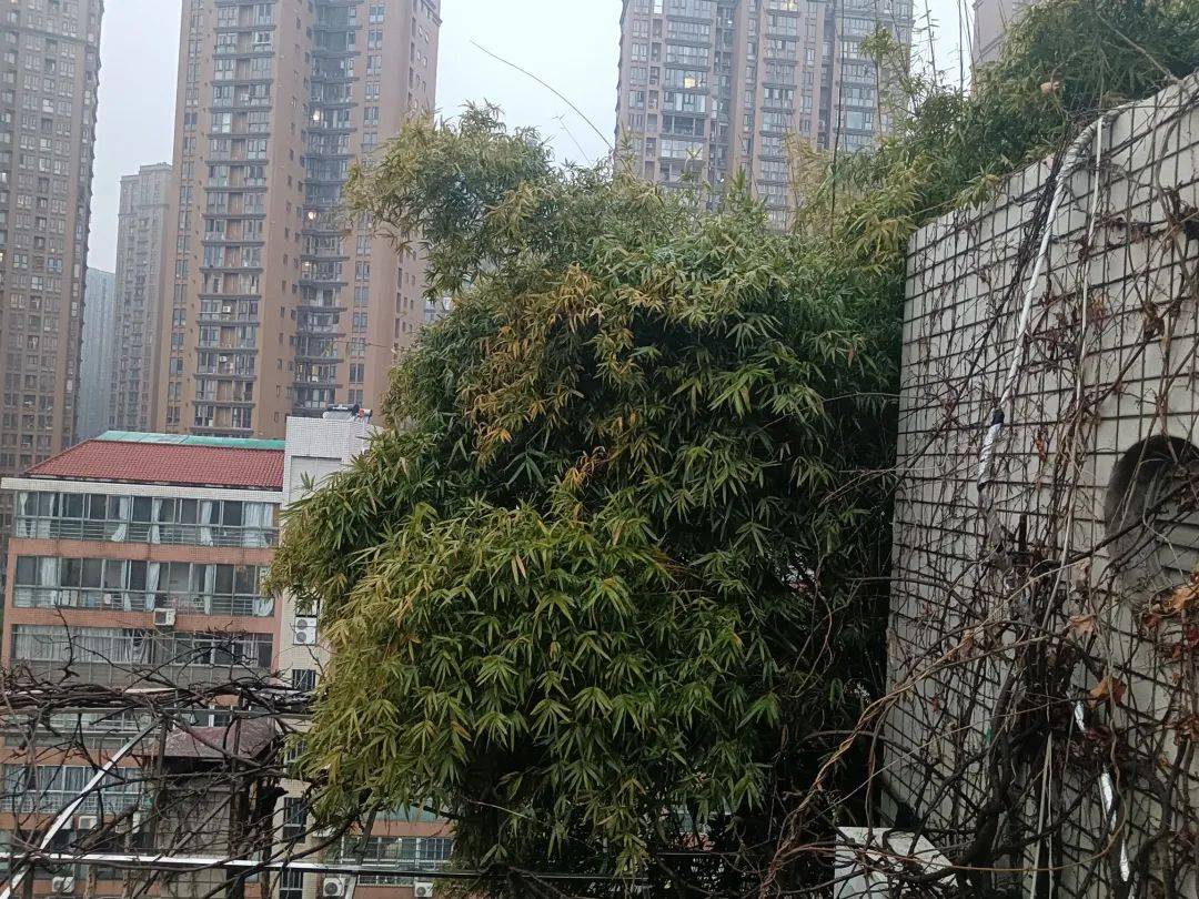 长沙一小区楼顶被种出茂密“丛林”<strong></p>
<p>basecoin币</strong>，居民担心安全！城管：屋顶有产权，会上门查看