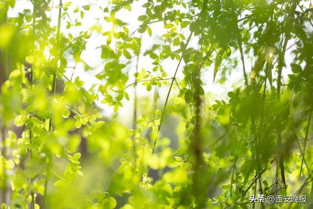 25℃+<strong></p>
<p>币圈论坛</strong>！西安“火箭式”升温！但需警惕→