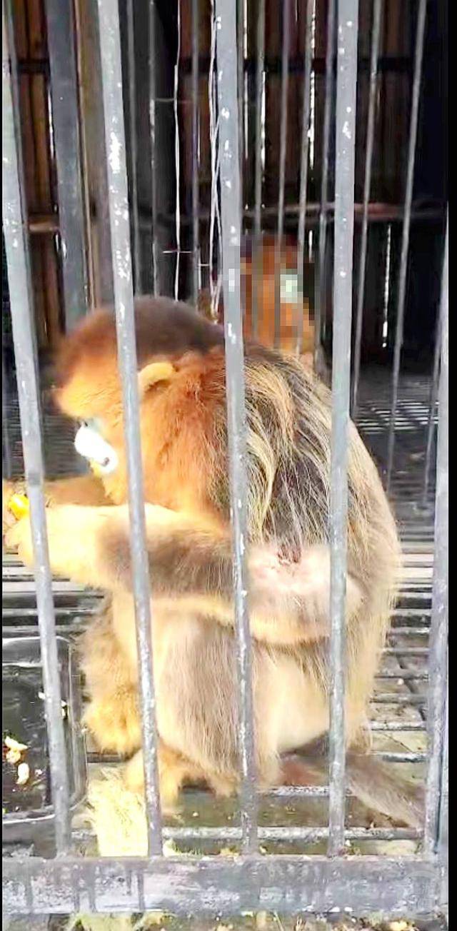 神农架受伤金丝猴蹲路边向人类求助？救护站：已救治<strong></p>
<p>炒币亏得倾家荡产</strong>，基本恢复健康