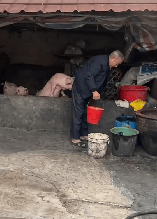 潮汕一孙女怕78岁爷爷无聊给他买了两头猪：猪被养得干净粉嫩<strong></p>
<p>新上线的币如何炒</strong>，享受和孙女一样的待遇