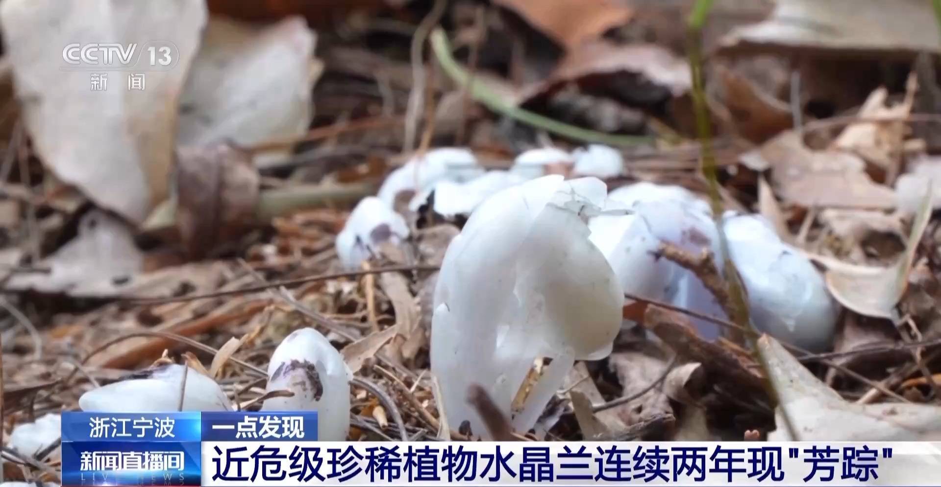 连续两年现身<strong></p>
<p>如何买币</strong>！宁波大堰镇再现近危级珍稀植物水晶兰