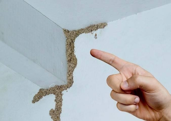 紧急提醒：瞬间爆发！上海市民崩溃：密密麻麻<strong></p>
<p>怎么买币</strong>，蠕蠕爬行...“梧桐区”已开始战斗，白蚁或提前分飞