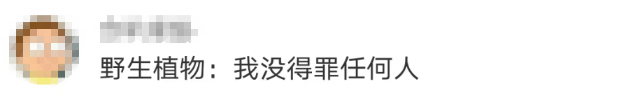 大片连根铲除！深圳一公园“火速响应”引质疑<strong></p>
<p>莱姆币怎么交易</strong>，网友为它喊冤