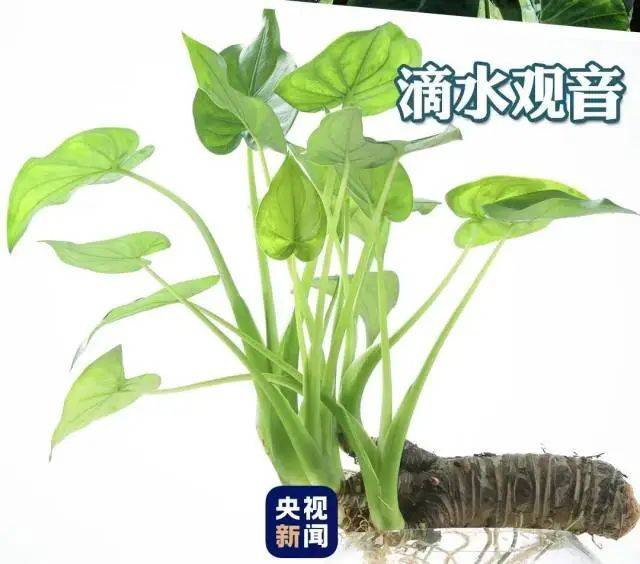 大片连根铲除！深圳一公园“火速响应”引质疑<strong></p>
<p>莱姆币怎么交易</strong>，网友为它喊冤