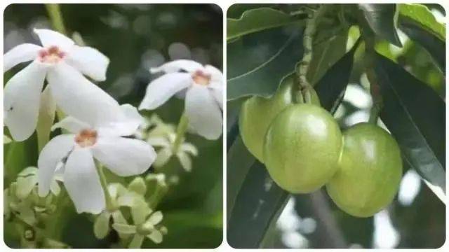 大片连根铲除！深圳一公园“火速响应”引质疑<strong></p>
<p>莱姆币怎么交易</strong>，网友为它喊冤