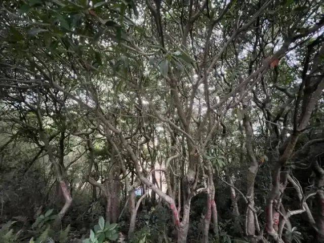 大片连根铲除！深圳一公园“火速响应”引质疑<strong></p>
<p>莱姆币怎么交易</strong>，网友为它喊冤