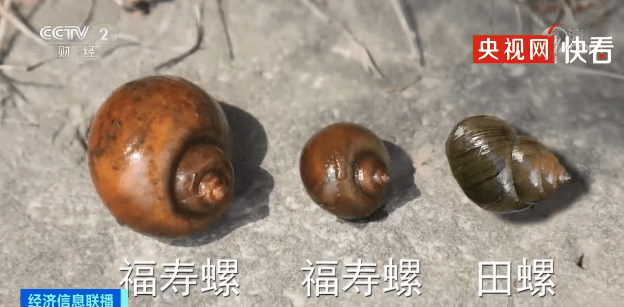 别吃<strong></p>
<p>正规虚拟货币交易平台</strong>，寄生虫多达上千条！武汉公园连夜清出130多斤