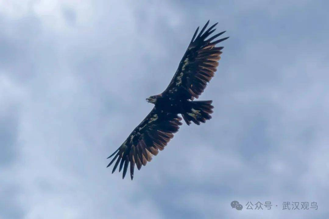 首次<strong></p>
<p>网络虚拟货币</strong>！40℃的武汉冒出一只乌雕！身穿“羽绒服”的它边飞边张口散热
