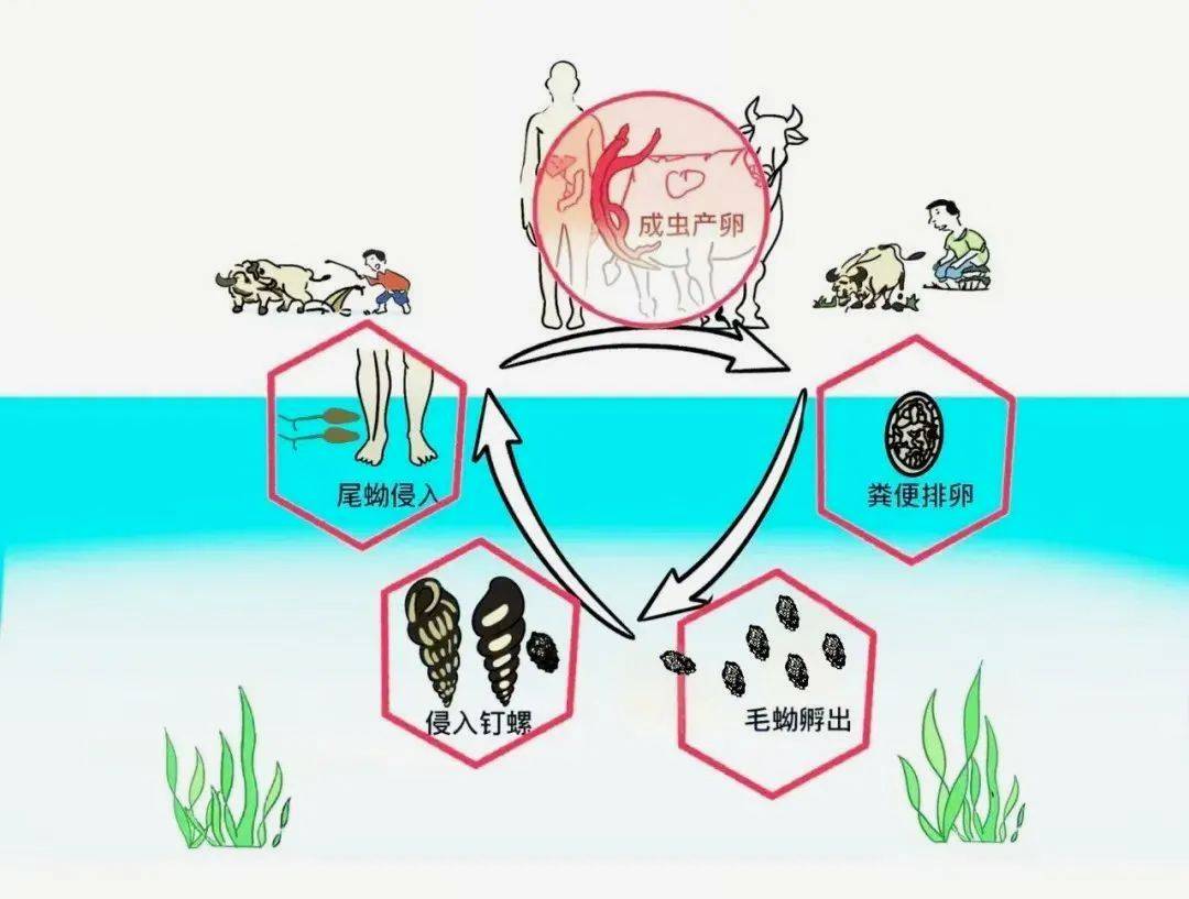 一旦接触<strong></p>
<p>以太坊美元</strong>，10秒即可感染！汛期谨防这种病→